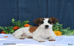 Jack Russell Terrier dogs for sale: Jamima - Image 3