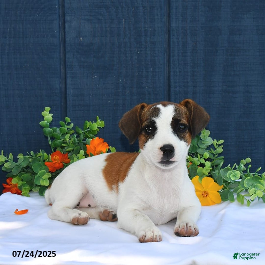 Jack Russell Terrier dogs for sale: Jamima - Image 3