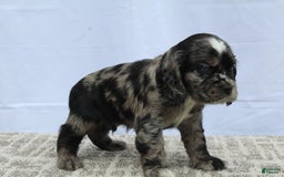Cocker Spaniel dogs for sale: Reggie - Image 8