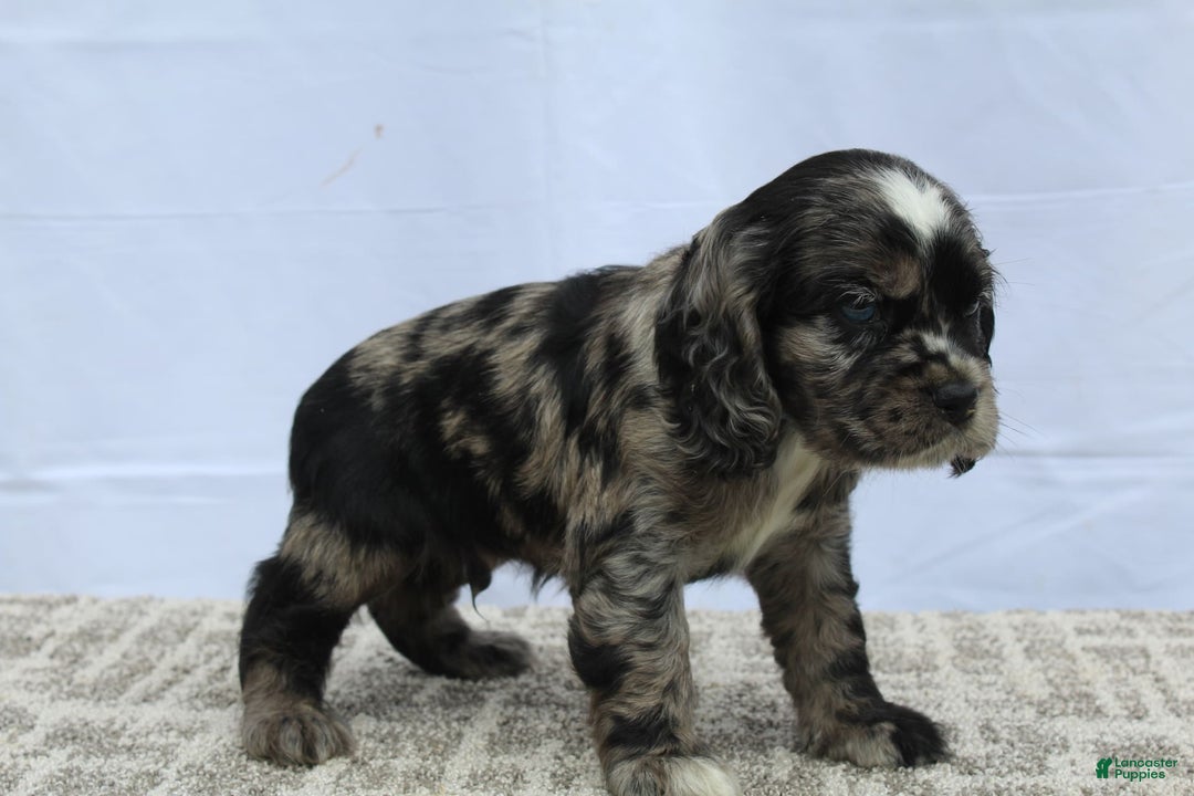 Cocker Spaniel dogs for sale: Reggie - Image 8