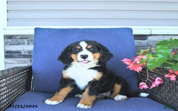 Bernese Mountain Dog dogs for sale: Sage - Image 2