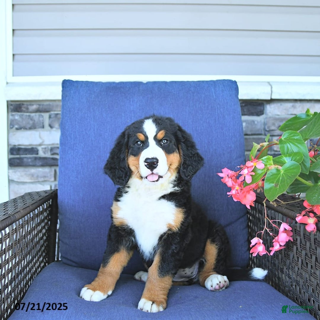 Bernese Mountain Dog dogs for sale: Sage - Image 2