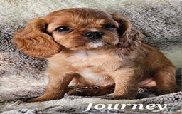 Cavalier King Charles Spaniel dogs for sale: Journey - Image 4