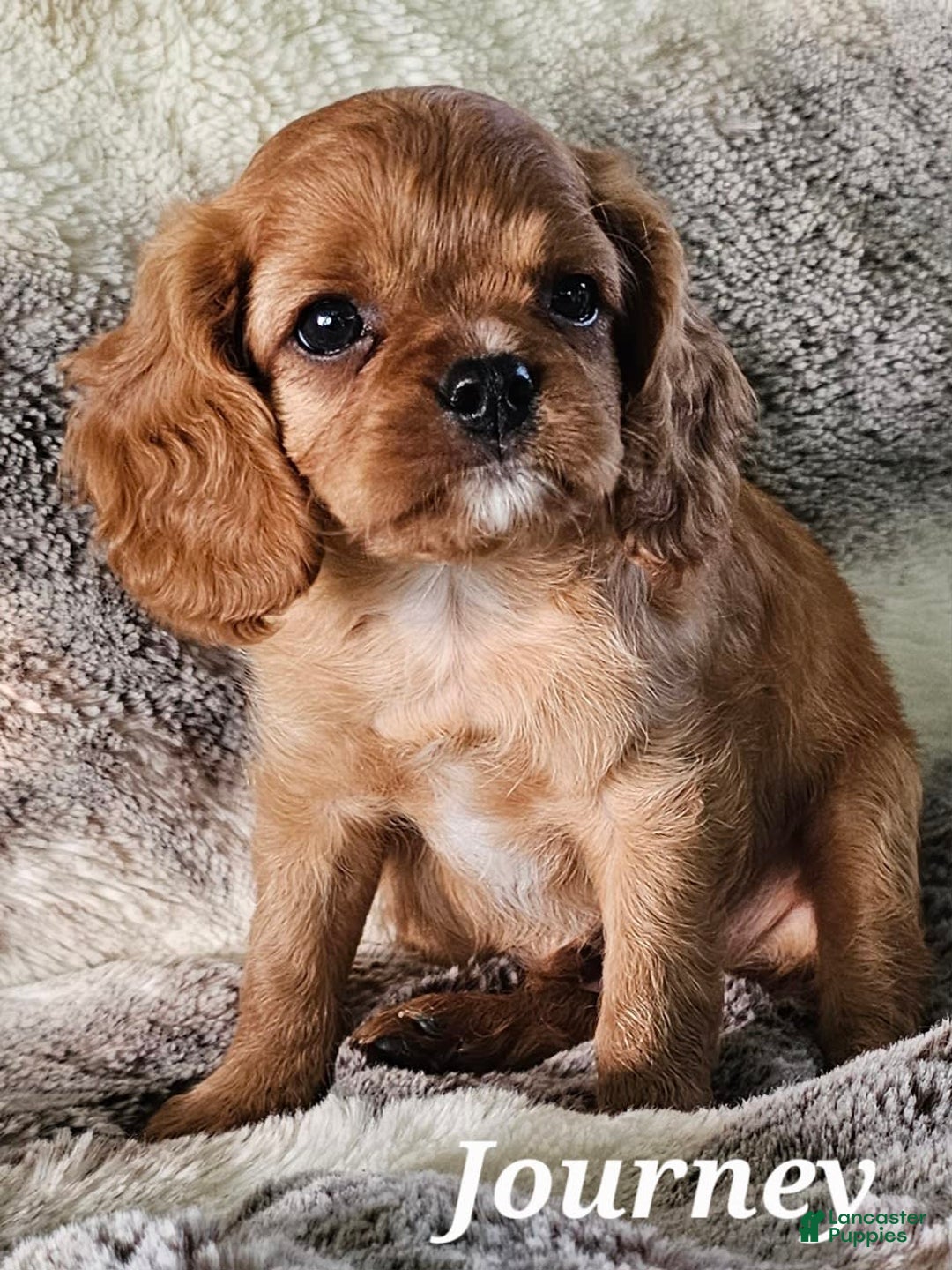 Cavalier King Charles Spaniel dogs for sale: Journey - Image 4