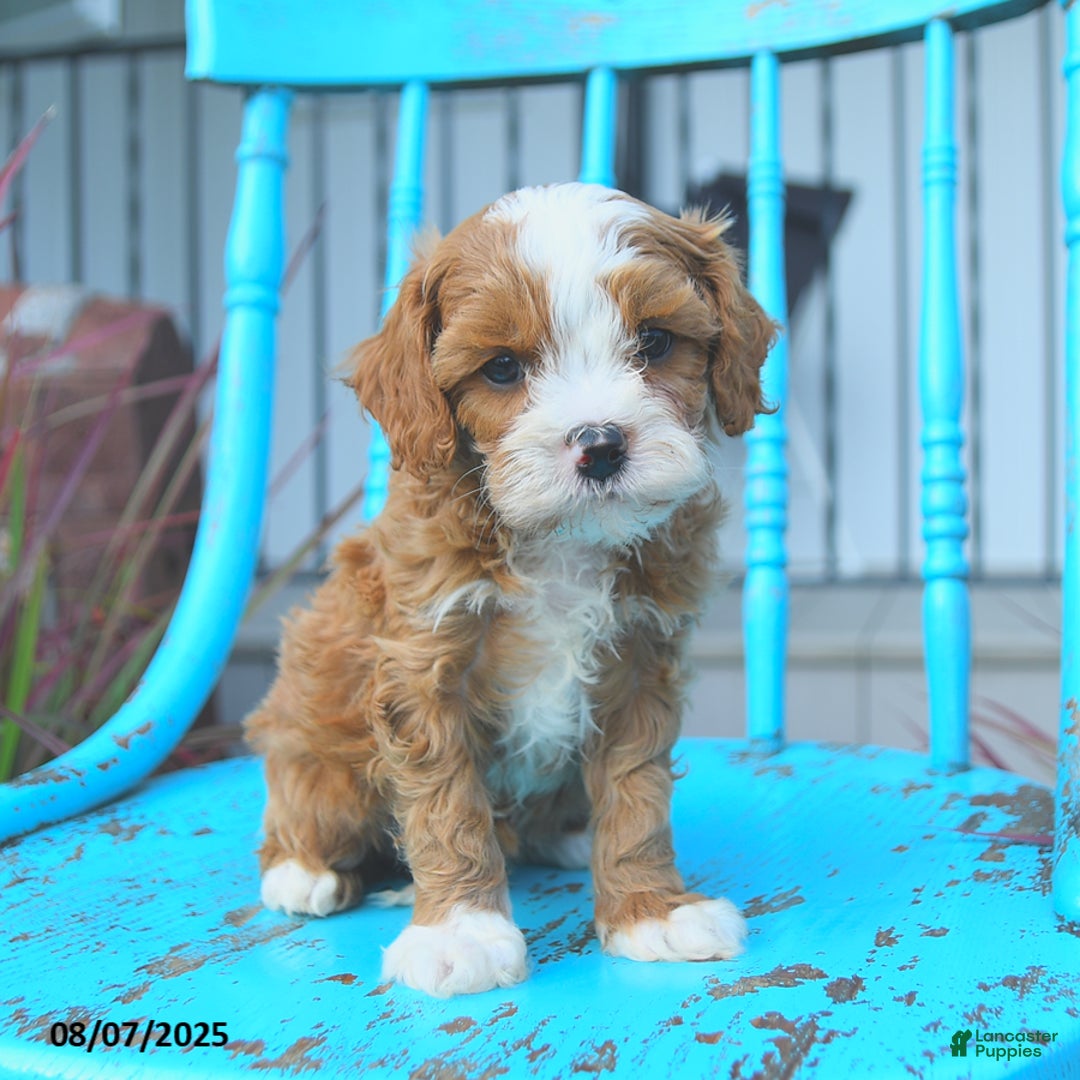 Cavapoo dogs for sale: Action - Image 3
