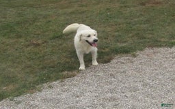 Golden Retriever dogs for sale: Tawny - Image 36