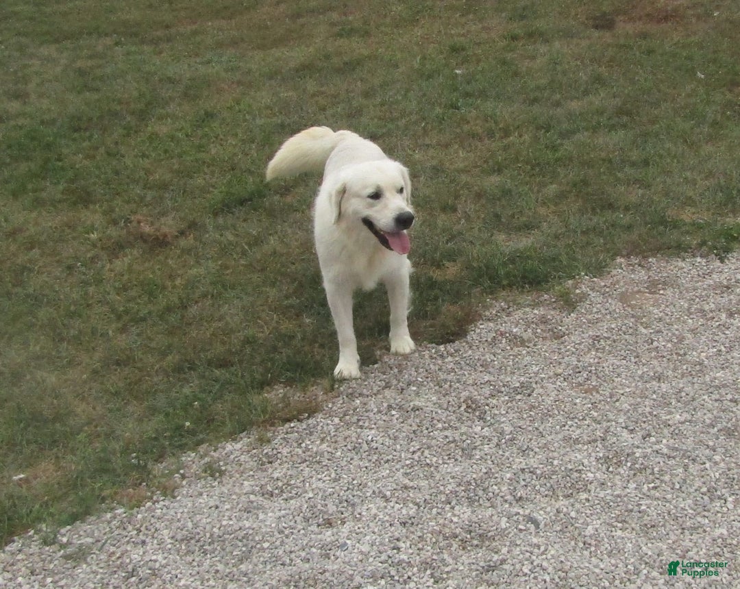 Golden Retriever dogs for sale: Tawny - Image 36