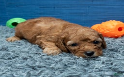 Cavapoo dogs for sale: Izaiah - Image 12
