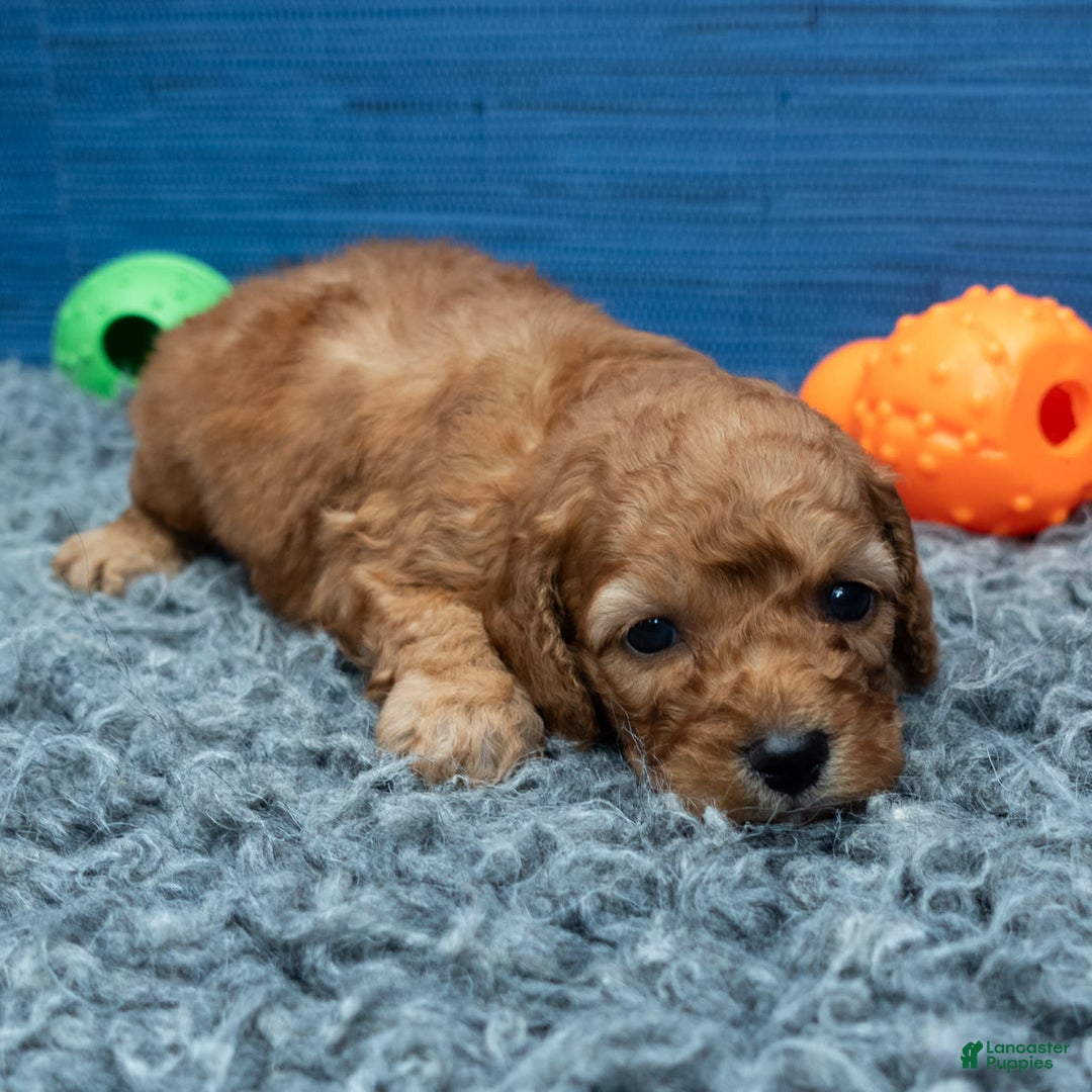 Cavapoo dogs for sale: Izaiah - Image 12