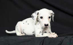 Dalmatian dogs for sale: Frosty - Image 4