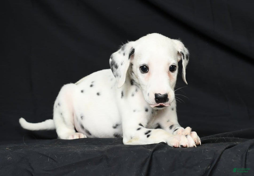 Dalmatian dogs for sale: Frosty - Image 4