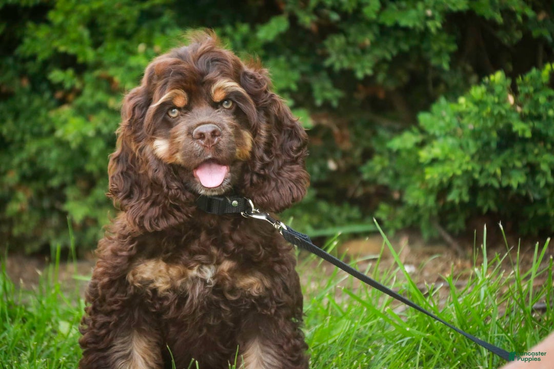 Cocker Spaniel dogs for sale: Dane - Image 9