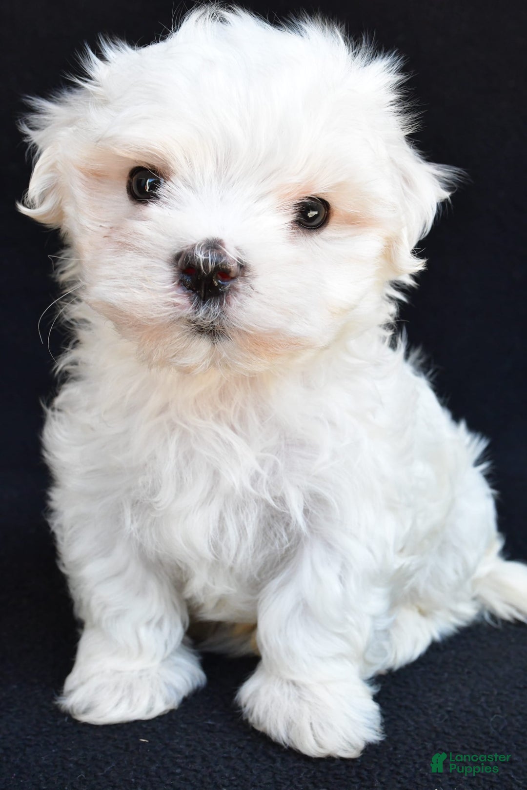 Maltese dogs for sale: Rory - Image 2
