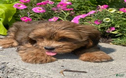 Lhasapoo dogs for sale: Jenny - Image 6