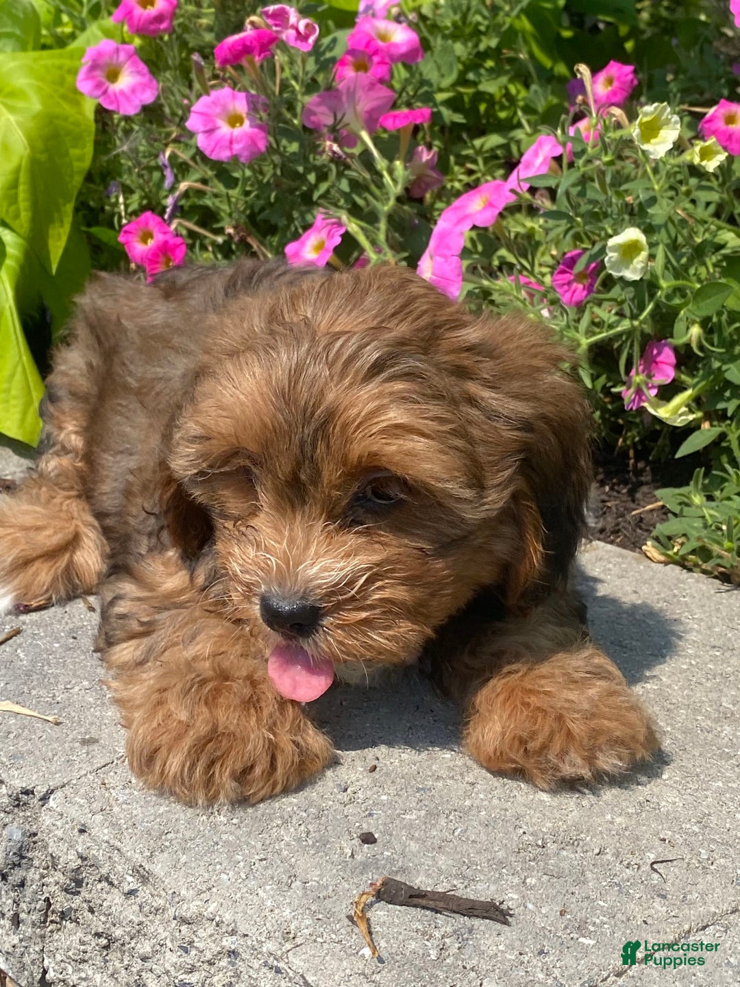Lhasapoo dogs for sale: Jenny - Image 6