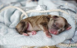 Morkie dogs for sale: Rare Merle Ember - Image 4