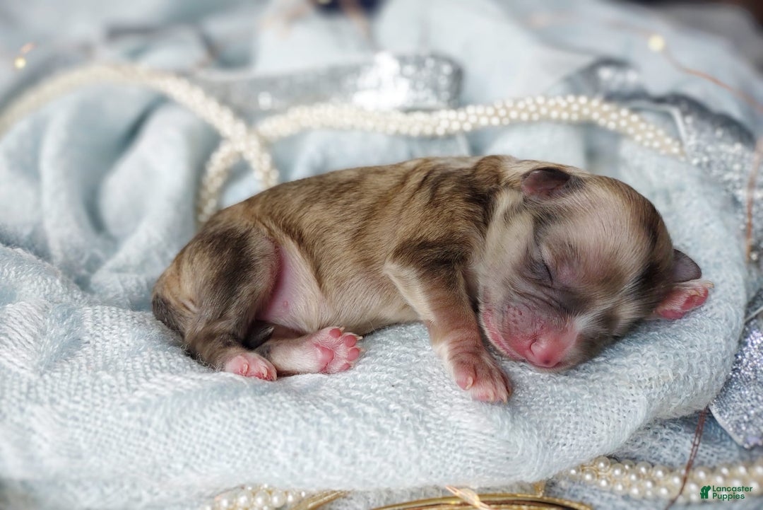 Morkie dogs for sale: Rare Merle Ember - Image 4