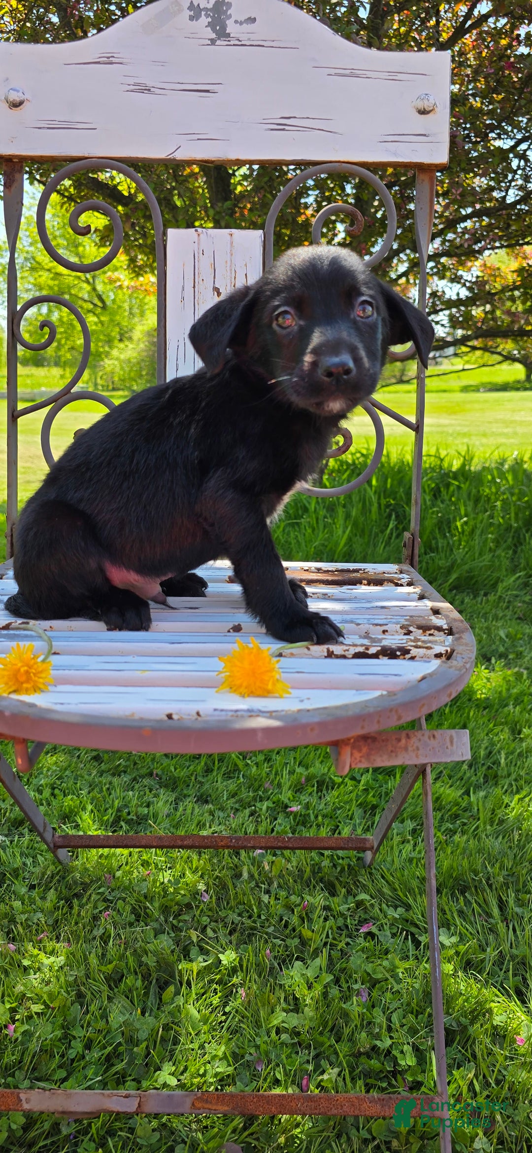 Labrador Retriever dogs for sale: Darth - Image 8