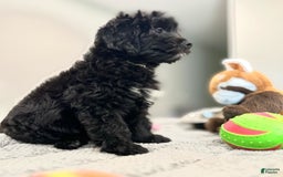 Mini Bernedoodle dogs for sale: Oreo - Image 5