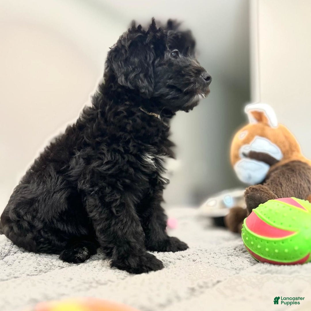 Mini Bernedoodle dogs for sale: Oreo - Image 5