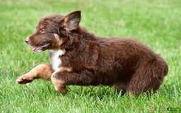 Australian Shepherd dogs for sale: CoCo - Image 6