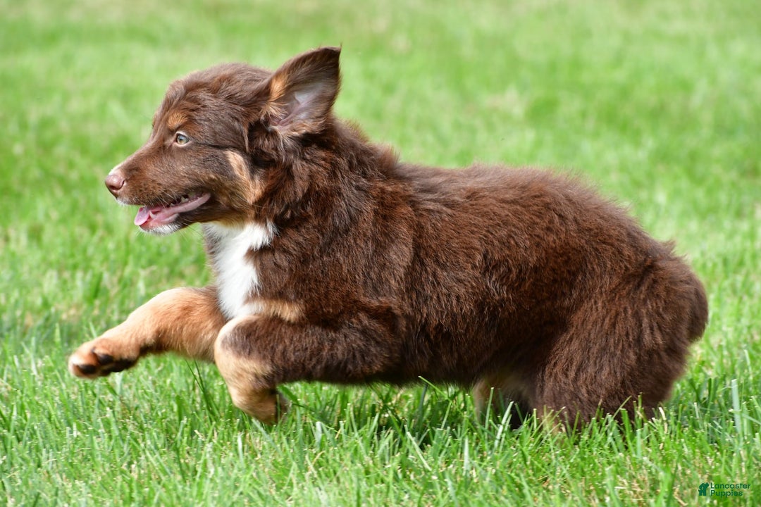 Australian Shepherd dogs for sale: CoCo - Image 6