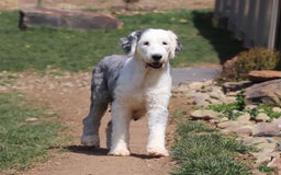 Old English Sheepdog dogs for sale: Dallas - Image 11