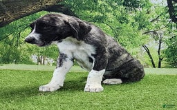 Anatolian Shepherd dogs for sale: AKC Dusty 2025 Male 5 - Image 5