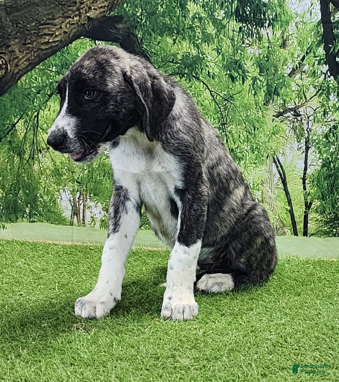 Anatolian Shepherd dogs for sale: AKC Dusty 2025 Male 5 - Image 5