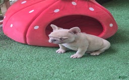 French Bulldog dogs for sale: Daisy - Image 26