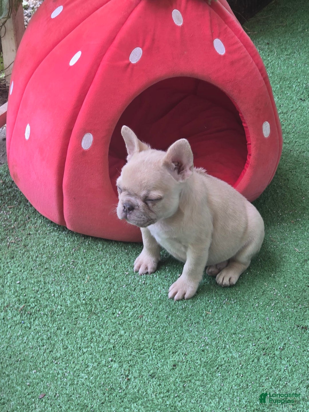 French Bulldog dogs for sale: Daisy - Image 26