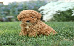 Toy Poodle dogs for sale: Maple - Image 2