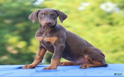 Doberman Pinscher dogs for sale: Rosie - Image 7