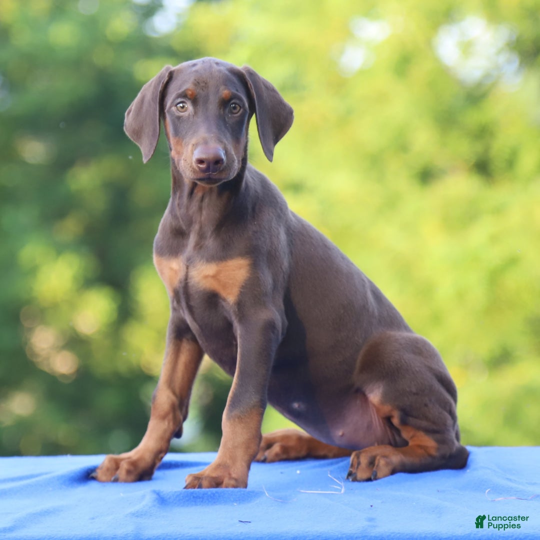 Doberman Pinscher dogs for sale: Rosie - Image 7