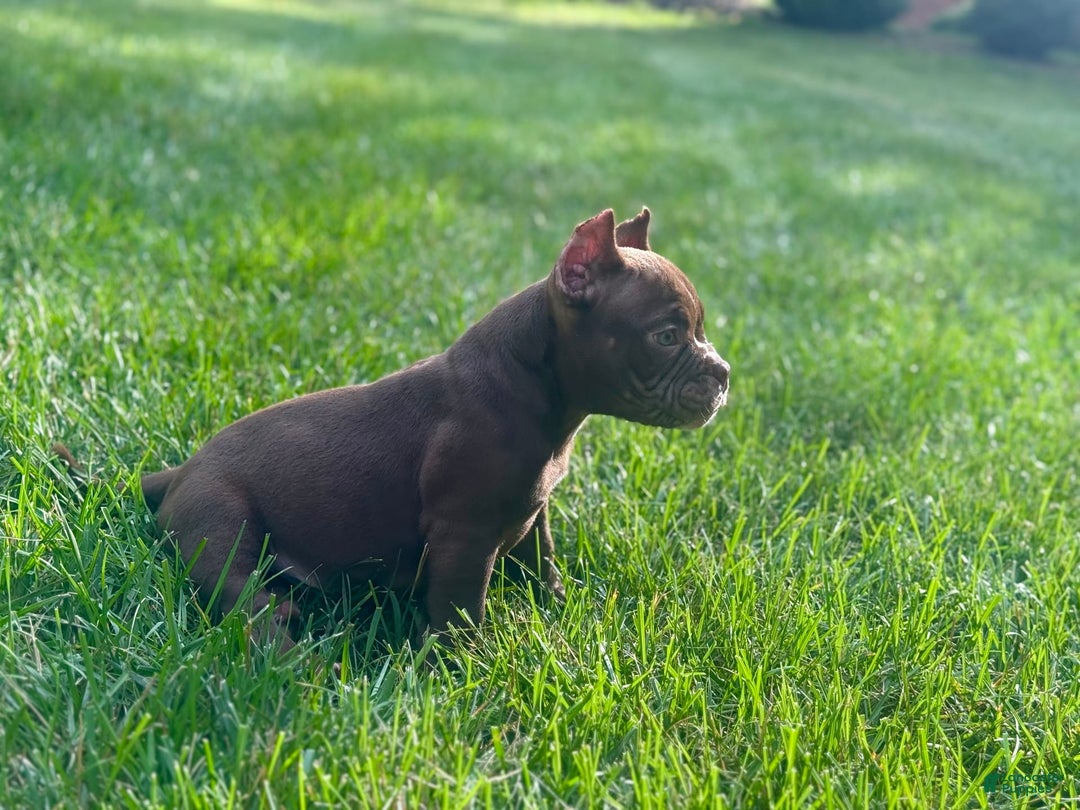 American Bully dogs for sale: Havoc - Image 3