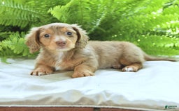 Miniature Dachshund dogs for sale: Conner - Image 3
