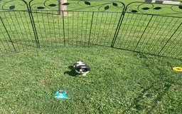Japanese Chin dogs for sale: Puppy 9 - Image 2