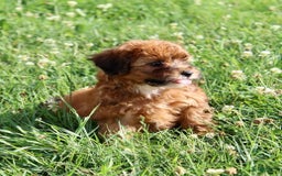 Shihpoo dogs for sale: Lisa - Image 6