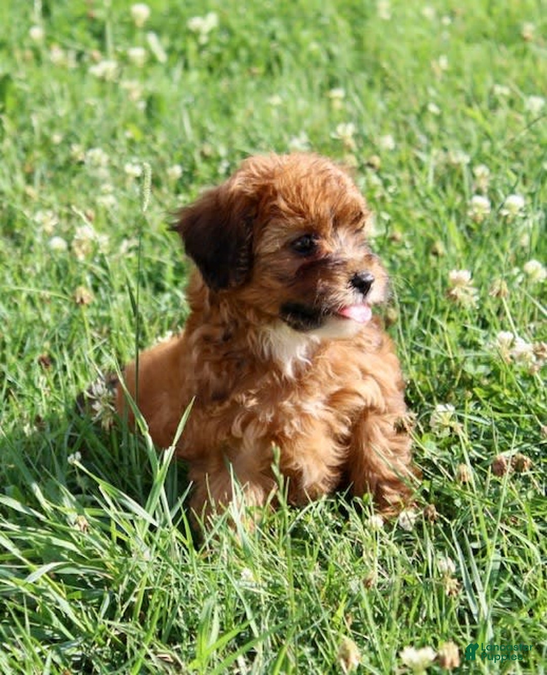 Shihpoo dogs for sale: Lisa - Image 6