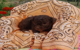 Toy Poodle dogs for sale: Toy Poodle 5 puppies - Image 17