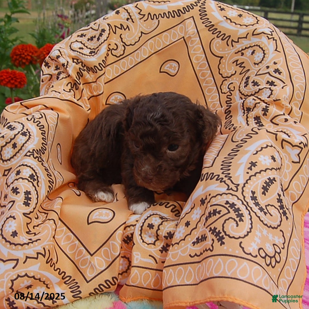 Toy Poodle dogs for sale: Toy Poodle 5 puppies - Image 17
