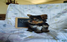 Yorkshire Terrier dogs for sale: Vinny - Image 2