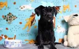 Labrador Retriever dogs for sale: Obsidian - Image 18