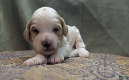 Cockapoo dogs for sale: Hiccup - Image 1