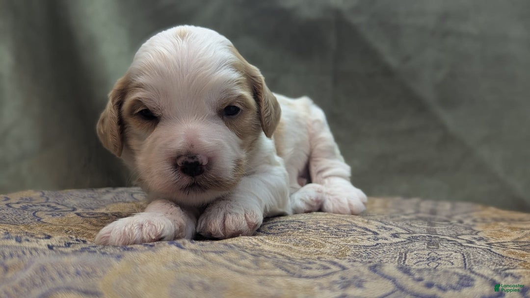 Cockapoo dogs for sale: Hiccup - Image 1