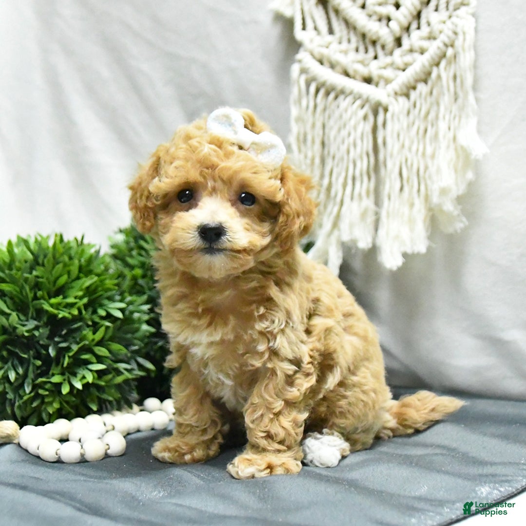 Bichpoo dogs for sale: Cheyenne - Image 3