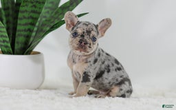 French Bulldog dogs for sale: Garth - Image 5