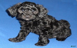 Yorkiepoo dogs for sale: Inky - Image 14