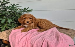 Cockapoo dogs for sale: Cocoa - Image 1