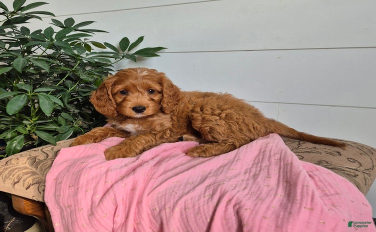 Cockapoo dogs for sale - Ad 4